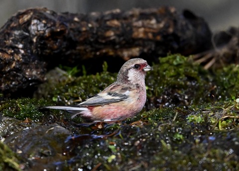 ベニマシコ♂5661