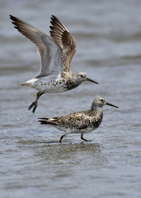 オバシギ夏羽7656-01