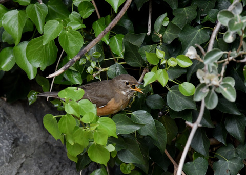 マミチャジナイ4404