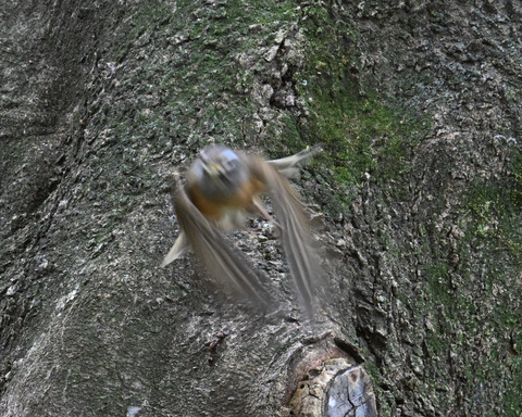 マミチャジナイ0624