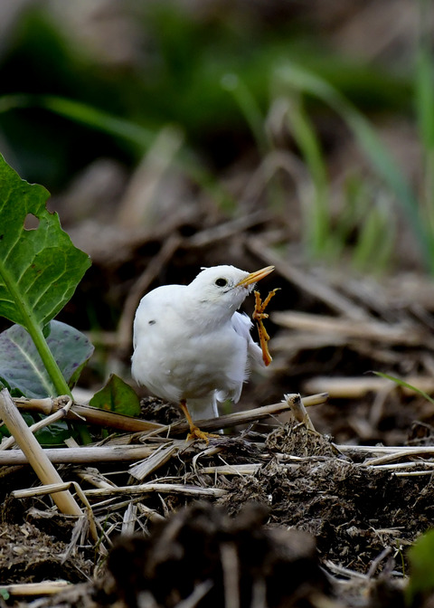 タヒバリ(白化)6668