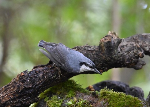 ゴジュウカラ4156