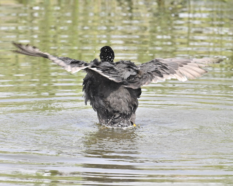 オオバンの水浴び7413
