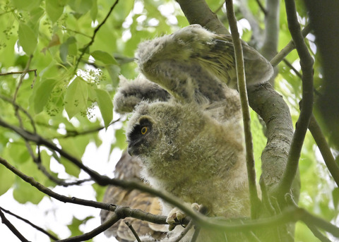 トラフズクのヒナ1381