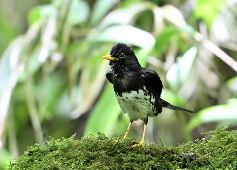 クロツグミ♂0268