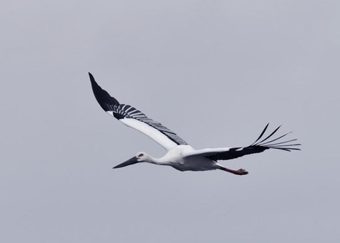 飛ぶ・コウノトリ3394