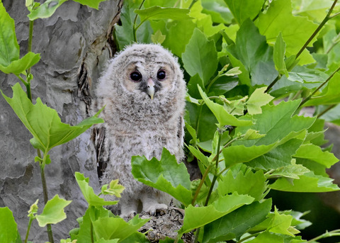 フクロウの雛5992
