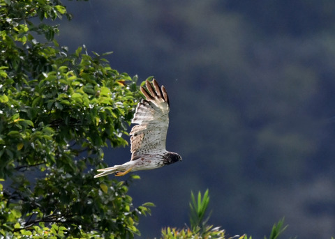 ズグロチュウヒ3489