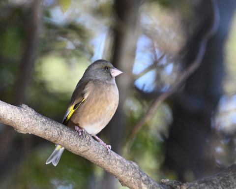 オオカワラヒワ7462