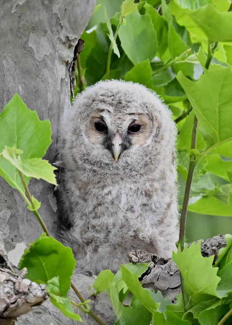 フクロウの雛6378