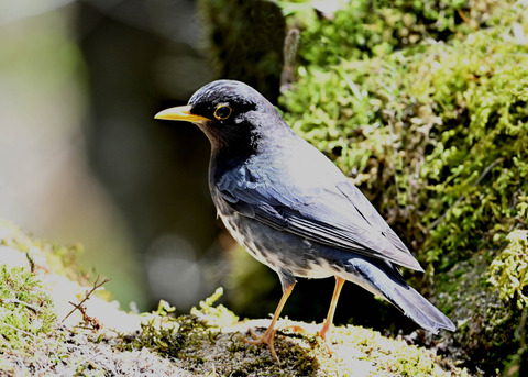 クロツグミ♂5476