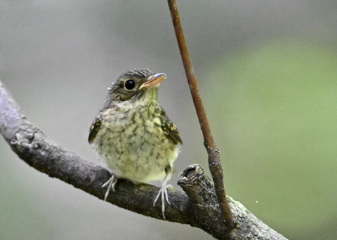 キビタキ幼鳥2646