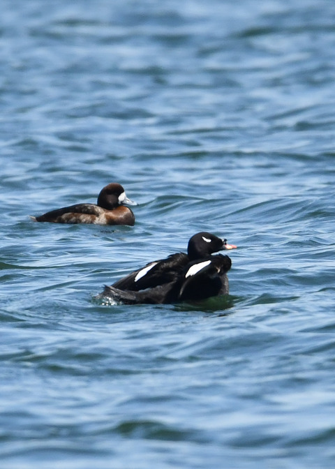 ビロードキンクロ♂0774