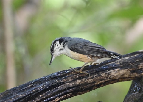 ゴジュウカラ2359