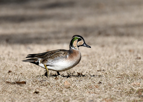 トモエガモ♂1373