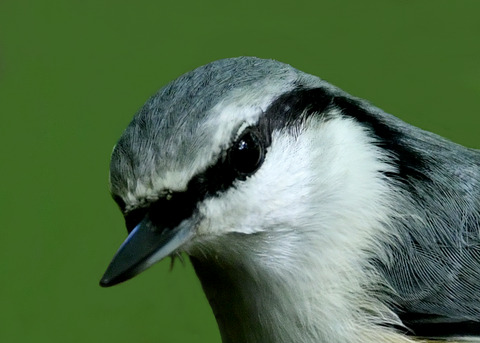 ゴ゛ュウカラ0335