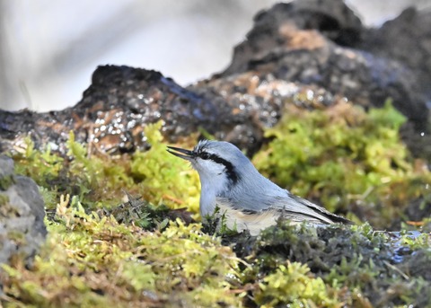 ゴジュウカら4686