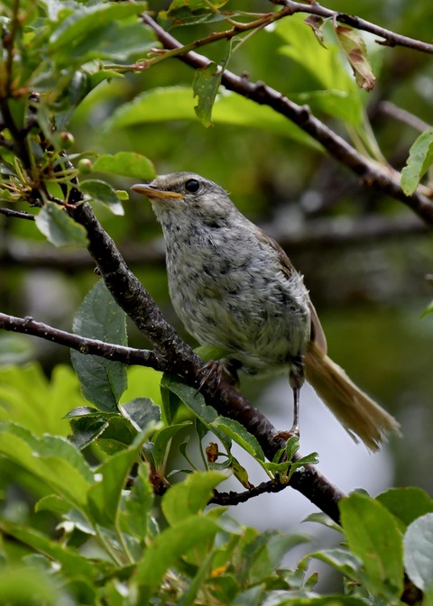 ウグイス幼鳥2721-01 - コピー