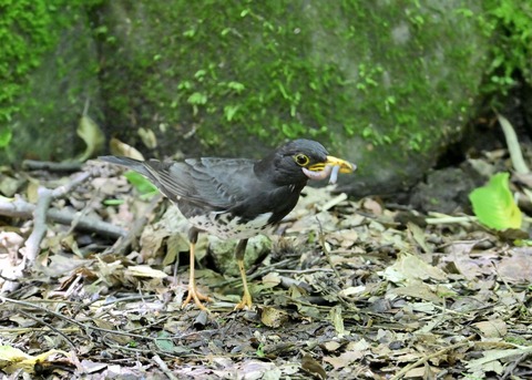 クロツグミ♂8281