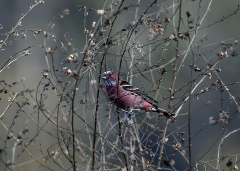 オオマシコ♂8952