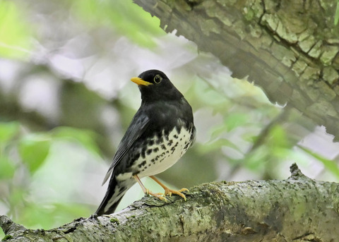 クロツグミ♂5447