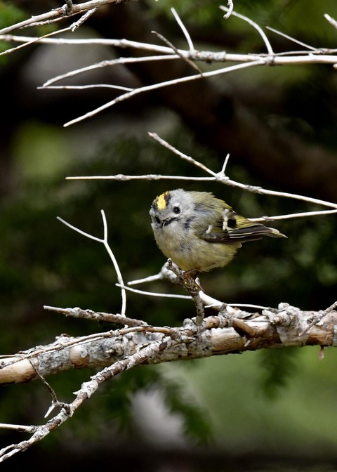 キクイタダキ9938