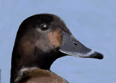 アカハジロ♀3004
