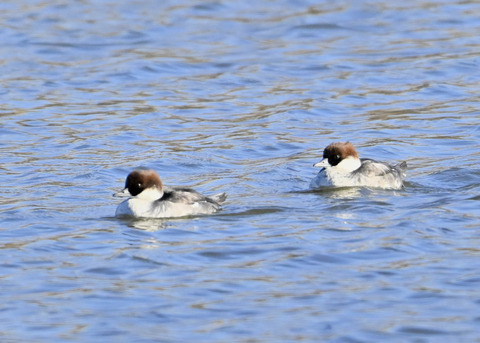 ミコアイサ♀5558