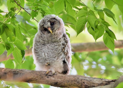 フクロウのヒナ6794