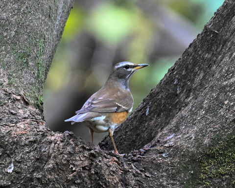 マミチャジナイ1067