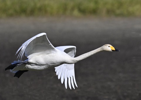 オオハクチョウ4069