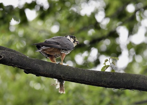 チゴハヤブサ3297