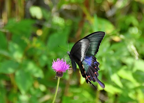 ミヤマカラスアゲハ♂1275