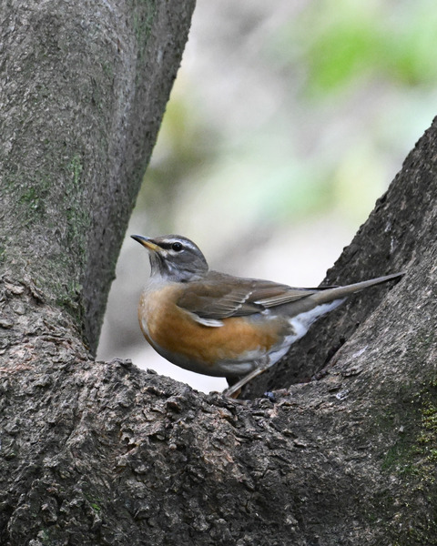 マミチャジナイ2938