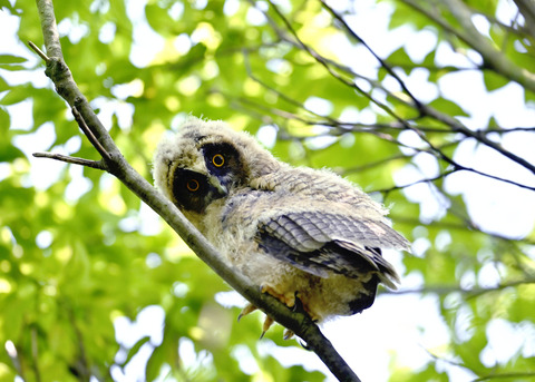 トラフズクのヒナ0625