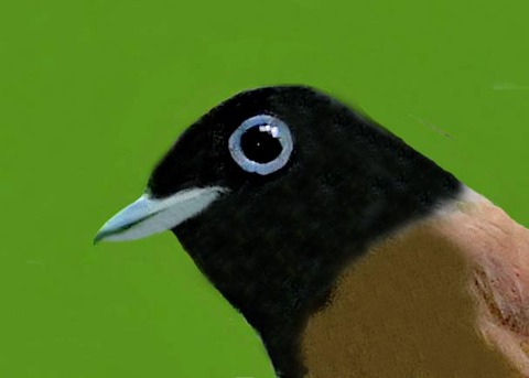 サンコウチョウ♀5000