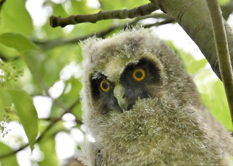 トラフズクのヒナ1310