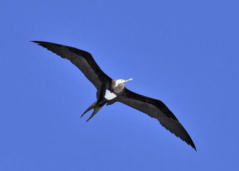 オオグンカンドリ4454