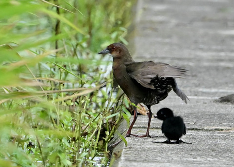 ヒクイナの親子4494-01