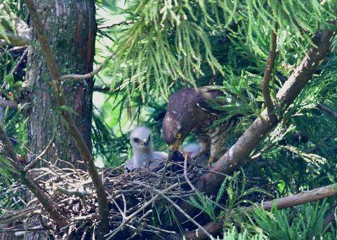 サシバ♂とヒナ6483