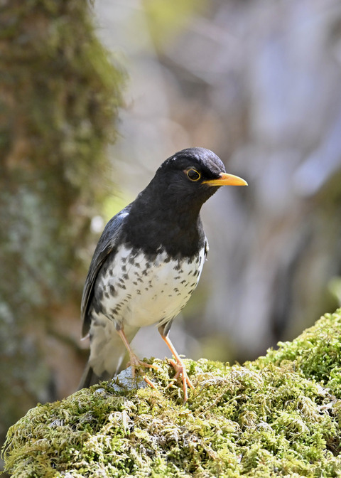 クロツグミ♂5881