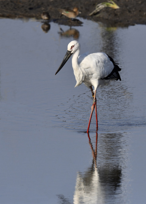 コウノトリ(J0127)6580