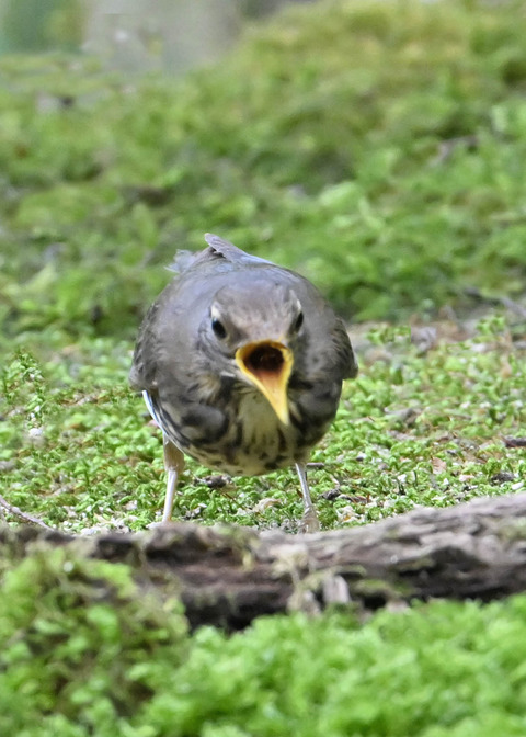 クロツグミ♀1876