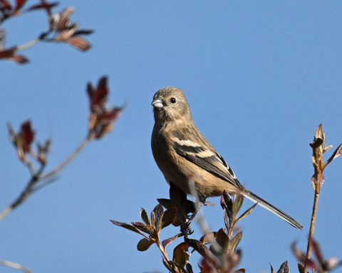 ベニマシコ♀4650
