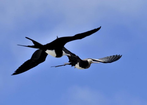 オオグンカンドリ8563