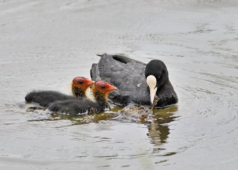 オオバン親子7464