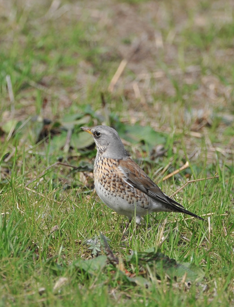 ノハラツグミ8417