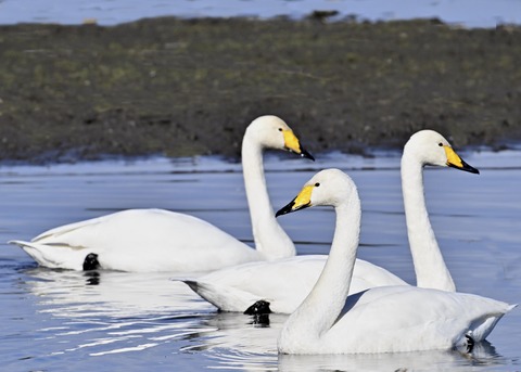 オオハクチョウ3297