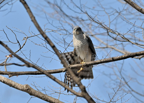 ツミ♀9566