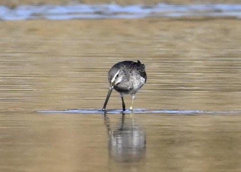 オオハシシギ6076